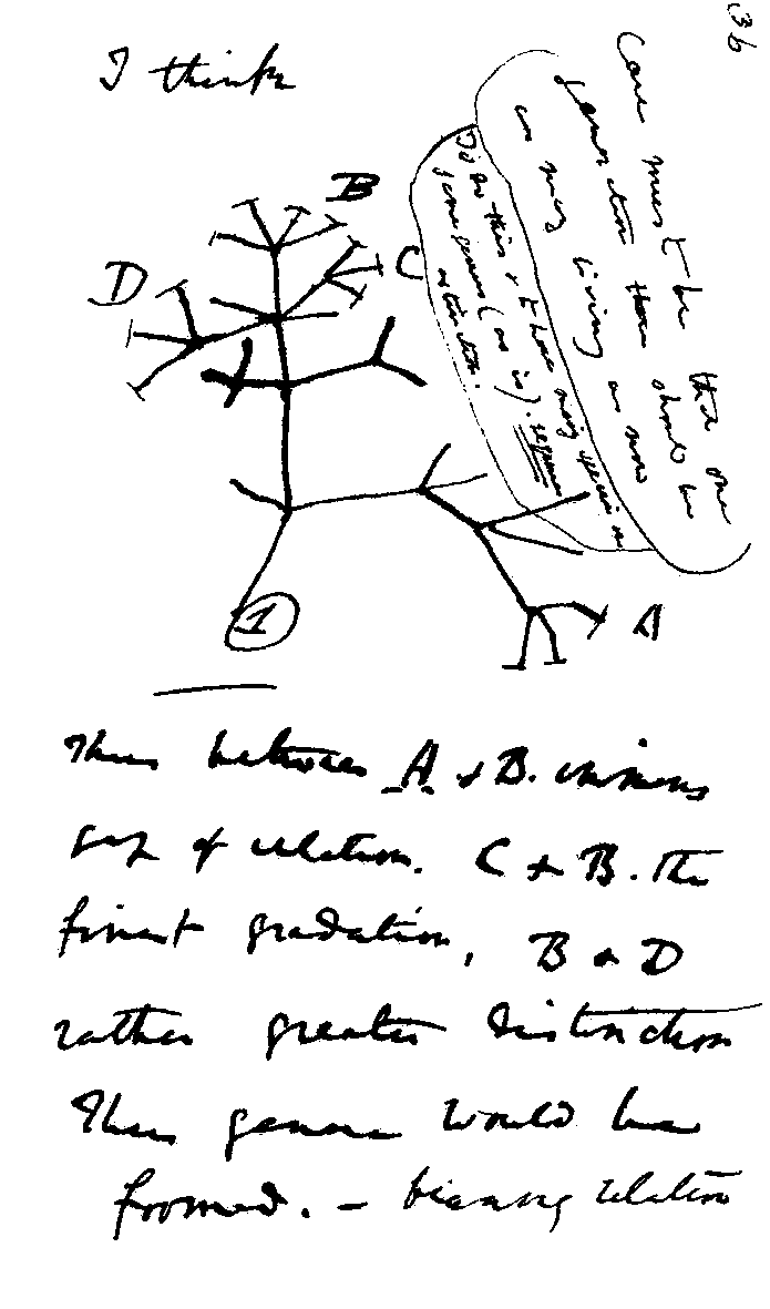 The Darwin Tree