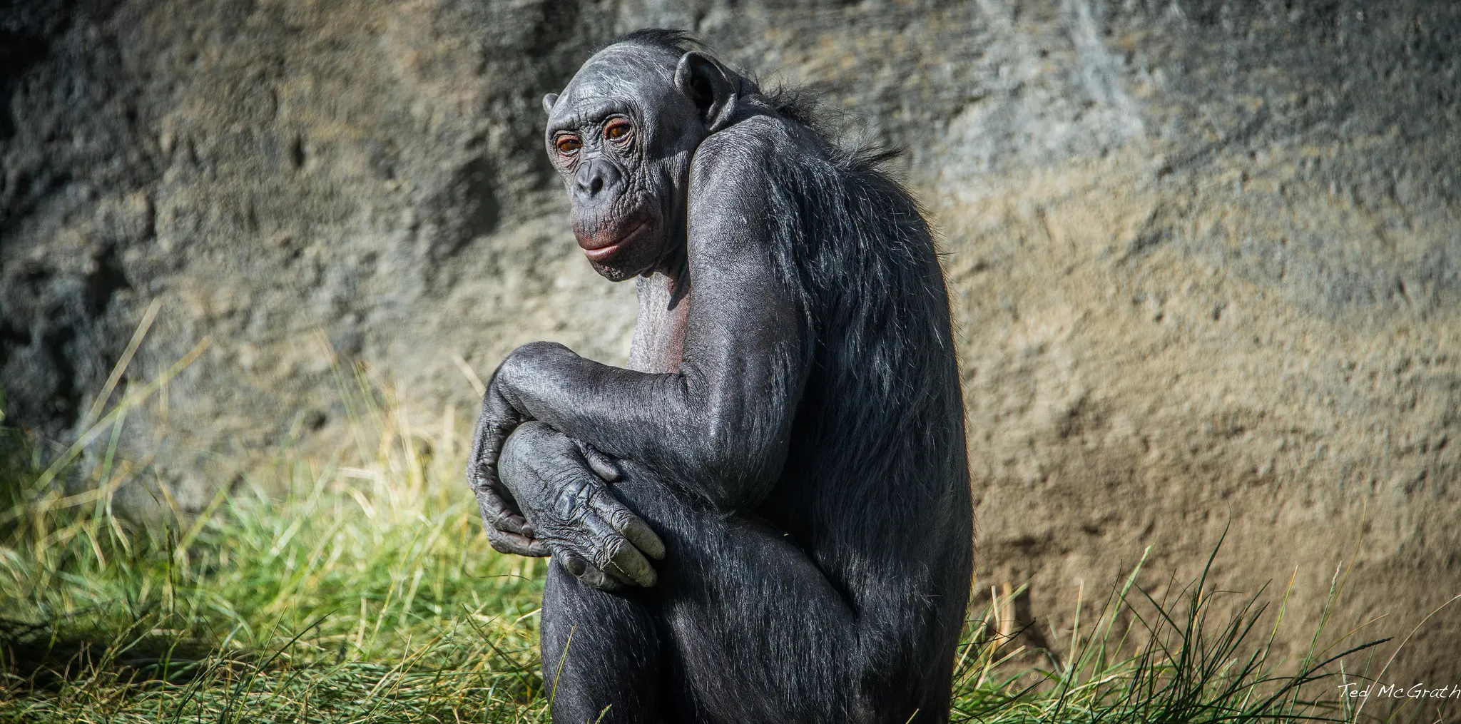 Feliz Día del Orgullo Primate