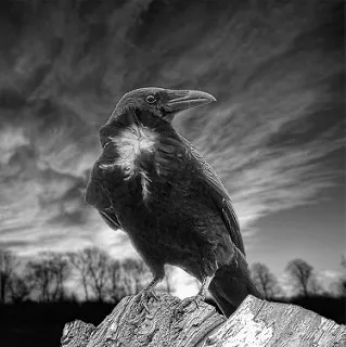 Crow-Black (and white)