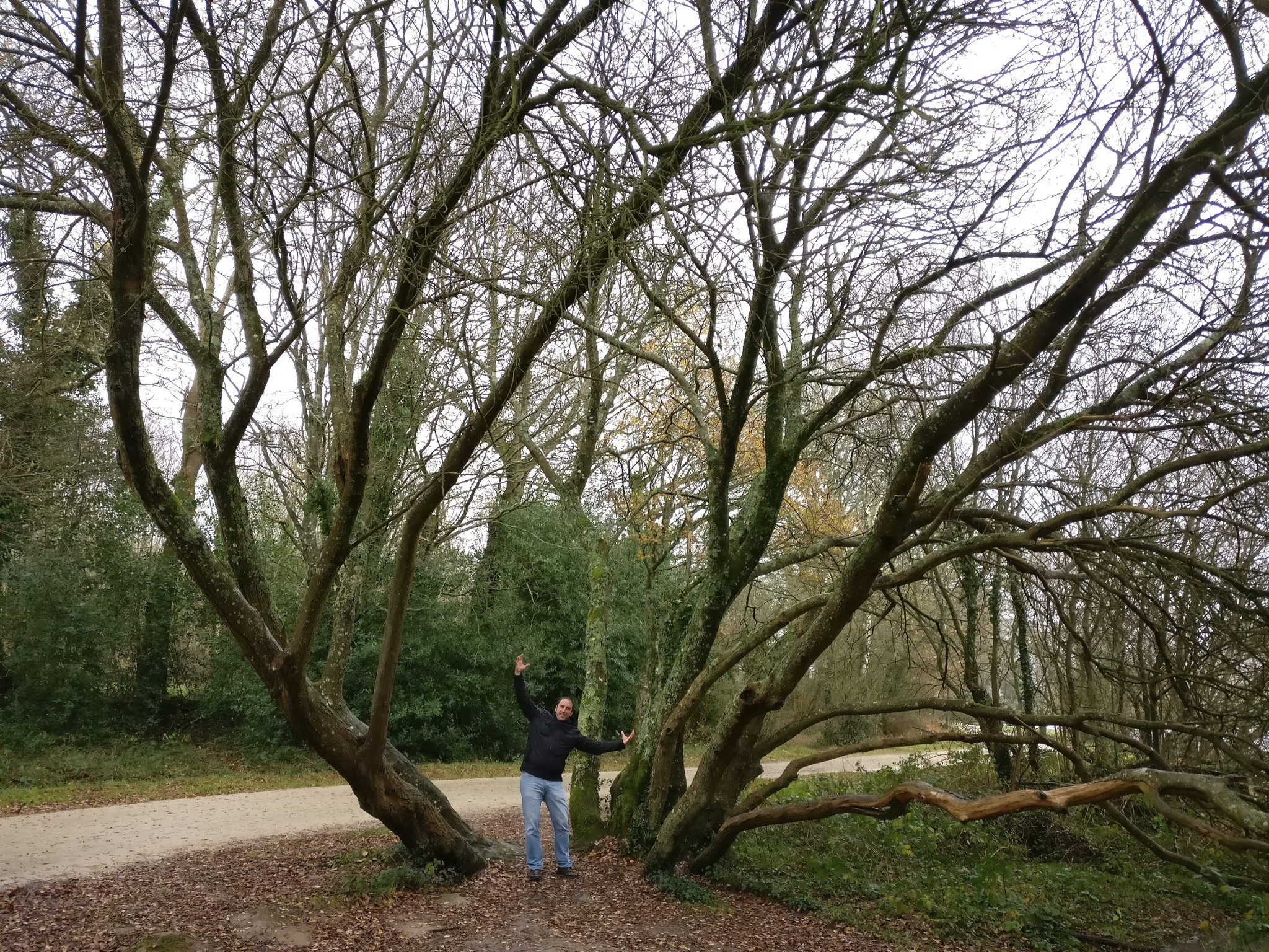 Inside Brocéliande forest